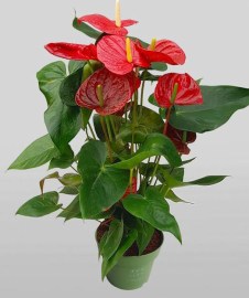 ANTHURIUM Madural Red